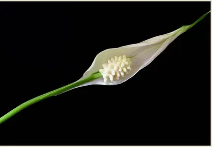 Ohne Titel-1 Kopie.webp