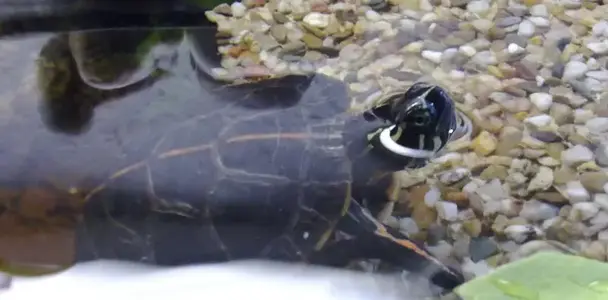 Crush's Köpfchen.webp