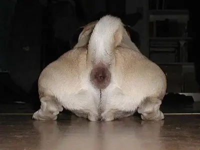 mops.webp (Open Floor)