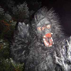 Gorilla Jan 2012.jpg