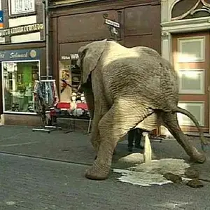 elefant.jpg