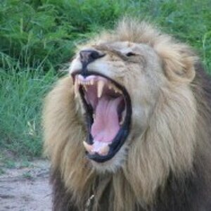 lion yawning.jpg