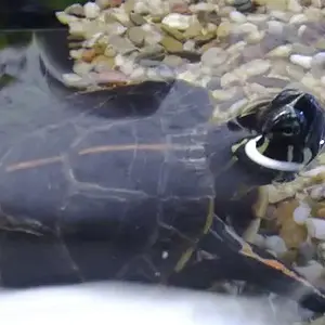 Crush's Köpfchen.jpg