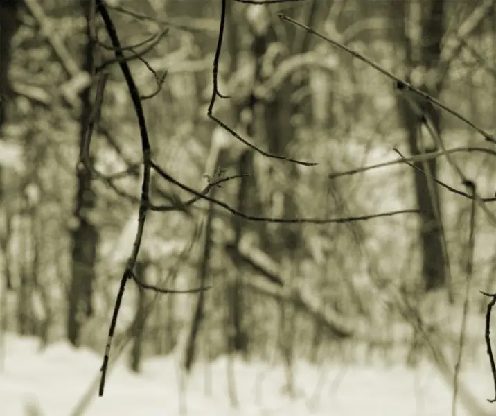 Geäst Grünlich Klein.jpg