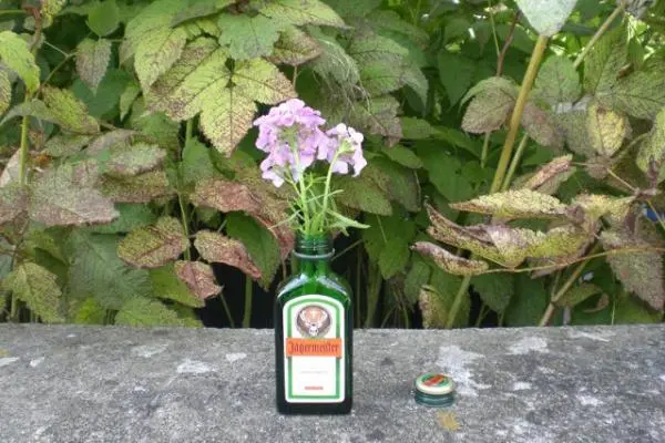 Let The Flowers Grow ..