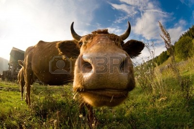 5750066-a-close-up-of-a-cow-s-head-shallow-dof-with-focus-on-the-eyes.jpg