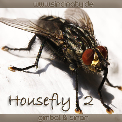 17_housefly_II.jpg
